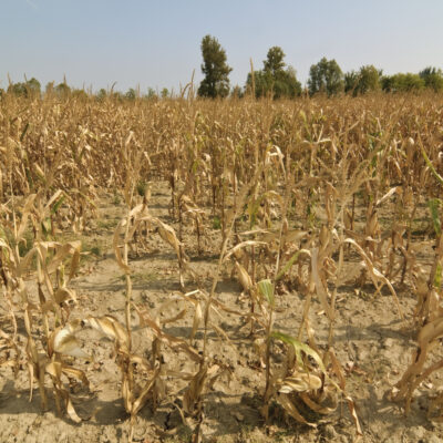 Drought